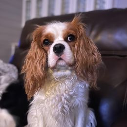 Molly - Cavalier King Charles Spaniel
