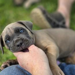 Cane Corso Puppies from HOUSE OF HALL CANE CORSOS