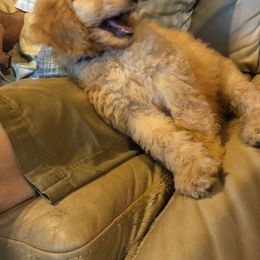 Labradoodle Puppies from Hippie Hollow Doodles