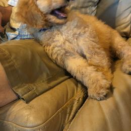 Labradoodle Puppies from Hippie Hollow Doodles