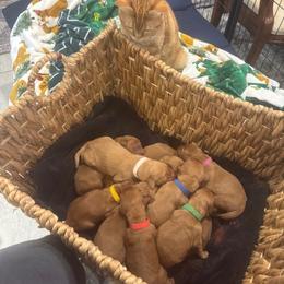 Third pick female sold - Dark golden female Golden Retriever puppy in Aumsville, Oregon from Bigfoot Goldens - AKC Registered Dark Red