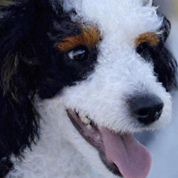 Sugar rush - Poodle