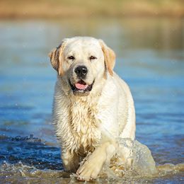 Pete - Labrador Retriever
