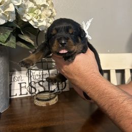 Boy 3 - Rottweiler puppy in Ohio from Vom Hause Bishop