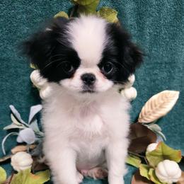 Little boy - Black and white male Japanese Chin puppy in Tulsa, Oklahoma from Locust Creek Pugs & Japanese Chin's