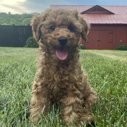 Elena - Red  Poodle puppy in Tennessee from Paige & Adele Poodles