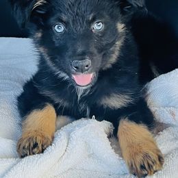 Australian Shepherd, Miniature Australian Shepherd, and Toy Australian Shepherd Puppies from V5 Mini Aussies