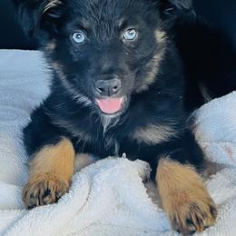 Australian Shepherd, Miniature Australian Shepherd, and Toy Australian Shepherd Puppies from V5 Mini Aussies