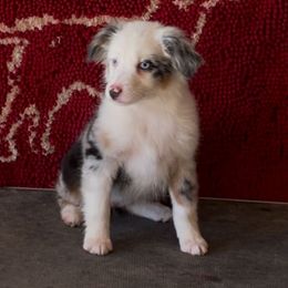 Tempest - Miniature Australian Shepherd puppy from Elmo’s Toy and Miniature Australian Shepherds
