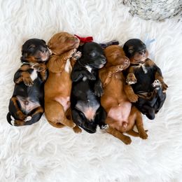 Female Pick 2 - Black and white female Cavapoo puppy in Melbourne, Florida from Space Coast Doodle Co.