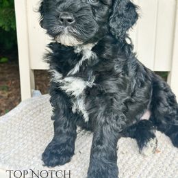 Pepper - Black and white female Portuguese Water Dog puppy in Asheville, North Carolina from Top Notch Portuguese Water Dogs
