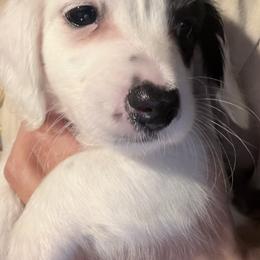 Dachshund Puppies from Libby’s Legacy Doxies LLC