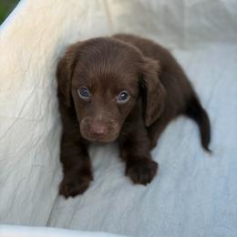 Rowan - Chocolate male Dachshund puppy in Huffman, Texas from Alex's Dachshunds