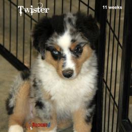 Miniature American Shepherd Puppies from Rocking J Miniature American Shepherds