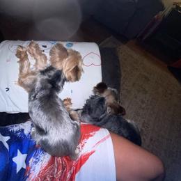 Yorkshire Terrier Puppies from Shay Yorkies