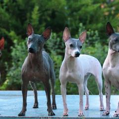 American Hairless Terriers from Popping Off AHTs