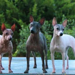American Hairless Terriers from Popping Off AHTs