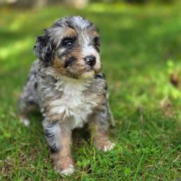 Ginger - Merle female Bernedoodle puppy in Shelton, Washington from NW Bernedoodles of Washington