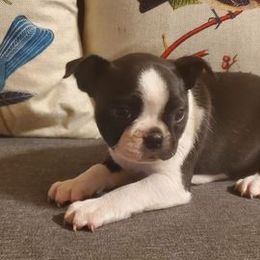 Boston Terriers, Chesapeake Bay Retrievers, and French Bulldogs from Stogdill's Baby Bullies