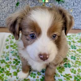 Garnet - Red merle female Toy Australian Shepherd puppy in Covington, Louisiana from Corner Oak Aussies