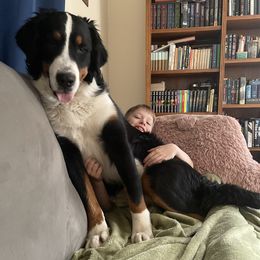 Bernese Mountain Dogs and Golden Retrievers from Happy Tails Family Farm