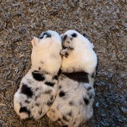 American Corgi Puppies from Downeast Corgis