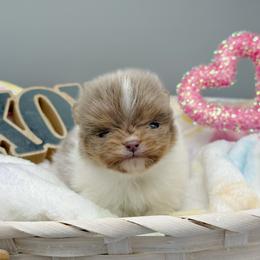 Lilly - Lavender female Pomeranian puppy in Newark, Ohio from Keeperofstars Pomeranians