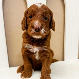 Grumpy - Red  male Goldendoodle puppy in Peoria, Arizona from Cactus Doods