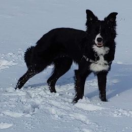 Akela Noe Koa - Border Collie