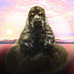 Cocker Spaniels and Poodles from Ray of Lyght Kennels