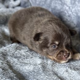 Cooper - Chocolate male Pomsky puppy in Oak Forest, Illinois from Illinois Poms