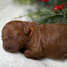 Orange collar - Red  female Goldendoodle puppy in Monrovia, California from Fancy Paws Inc