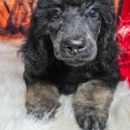 Quack - Seafoam Collar - Brindle female Poodle puppy in Springfield, Oregon from Valaurah Farms