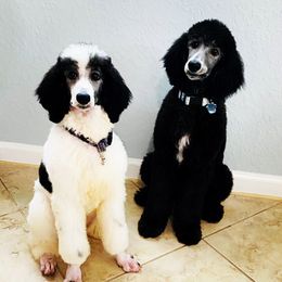 Poodles from Whispering Vines Doods