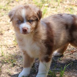 Miniature Australian Shepherd Puppies from AussiesRus