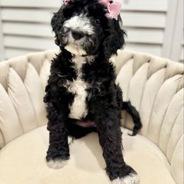 Luna - Black female Goldendoodle puppy in Miami, Florida from Jade’s Paws & Co. Of Miami LLC