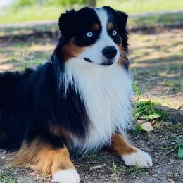 Elvis - Miniature Australian Shepherd