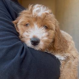 Cinnamon - Red female Bernedoodle puppy in Peoria, Arizona from Wroth's Paws