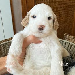 Birch - Parti male Goldendoodle puppy in Gilbert, Arizona from Doodle Bliss