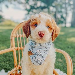 Poplin - Parti male Goldendoodle puppy in Jamestown, Kentucky from Dreamy Goldendoodles