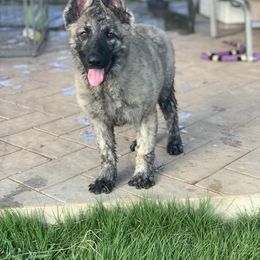 German Shepherd and White Shepherd Puppies from Scenic Creek German Shepherds