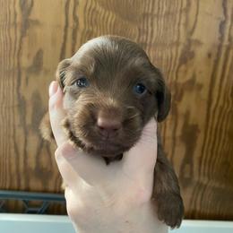 Lelo- Chip - Chocolate male Dachshund puppy in Wolf Lake, Indiana from Canisteo Dachshunds