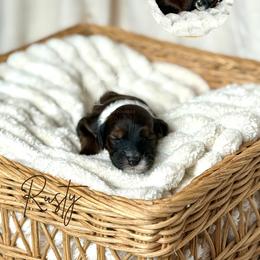 Australian Labradoodle, Bernedoodle, and Cavapoo Puppies from The Poodle Co. Raising Doodles & Poodles