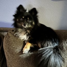 Bennie - Pomeranian