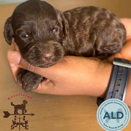 Orange Collar Girl - Chocolate female Australian Labradoodle puppy in Hagerstown, Maryland from Westfields Labradoodles