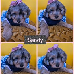 Sandy - Merle female Goldendoodle puppy in Decatur, Tennessee from Diamond's Doodles