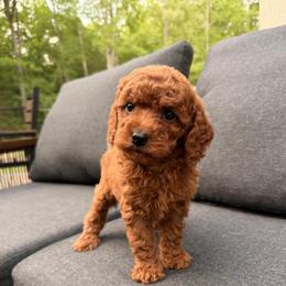 Agatha - Red female Cavapoo puppy in Midland, North Carolina from Rocky River Cavapoos
