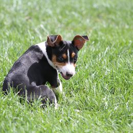 Rat Terrier Puppies from River Ridge Rat Terriers