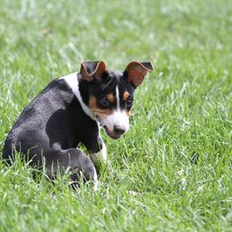 Rat Terrier Puppies from River Ridge Rat Terriers