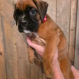 Rosco - Fawn male Boxer puppy in Upper Sandusky, Ohio from Cornish Canines